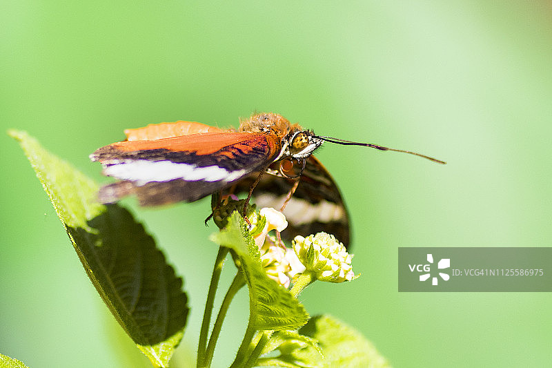 新的草蛉图片素材