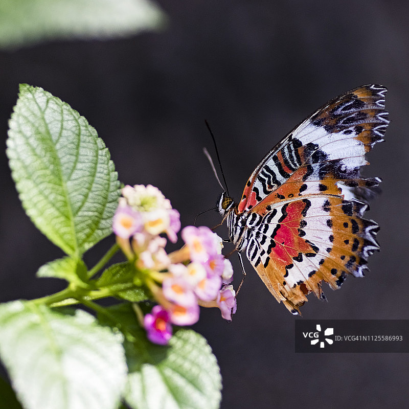 新的草蛉图片素材
