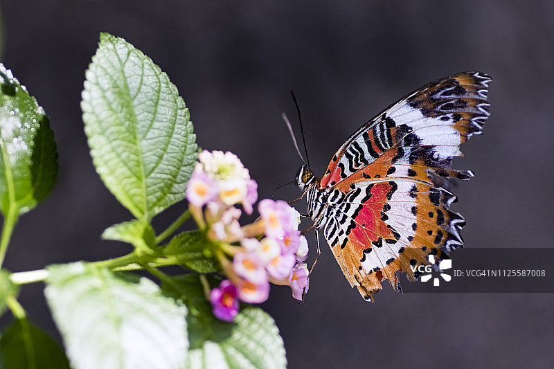 新的草蛉图片素材