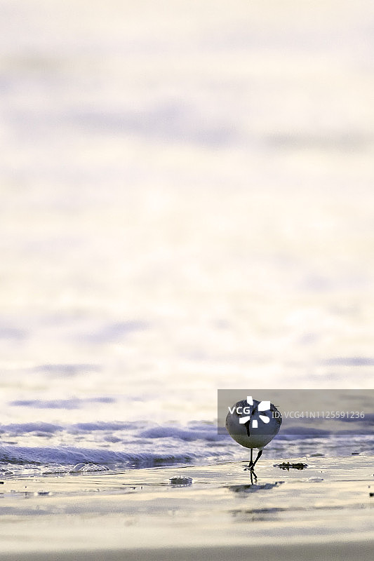 在海滩上行走的海鸥图片素材