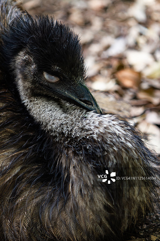 鸸鹋头像图片素材
