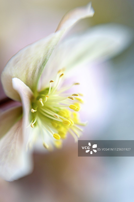 特写：美丽的粉色铁筷子花，也称圣诞玫瑰图片素材