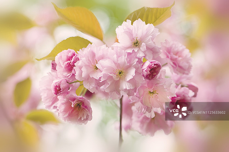 粉色日本樱花特写图片素材