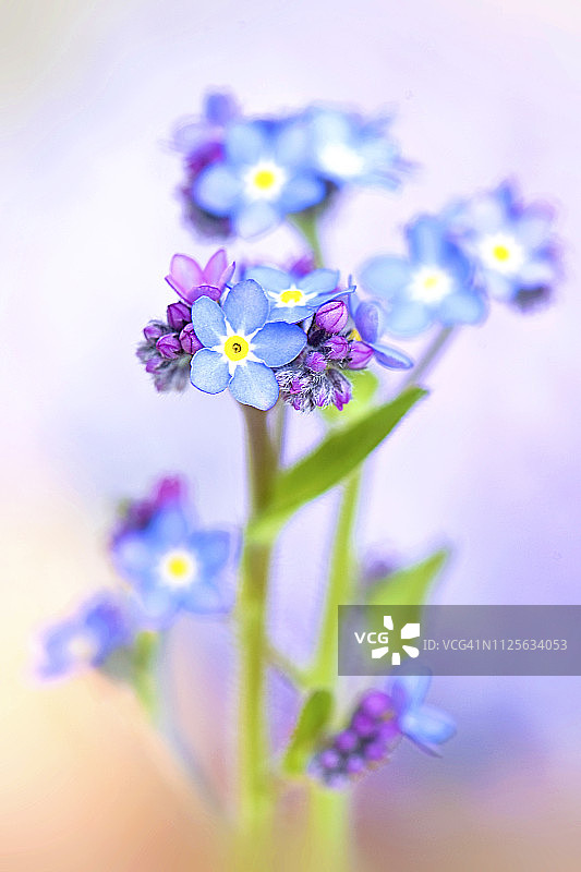 蓝色勿忘我花特写图片素材