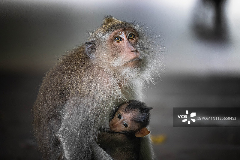 野生动物中的猴子图片素材