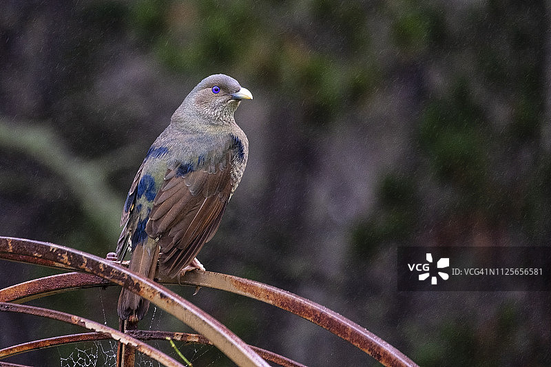 花园拱门上的雄性缎蓝亭鸟，在雨中图片素材