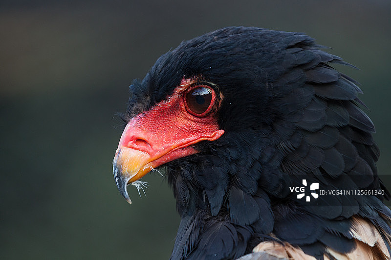非洲冕雕图片素材