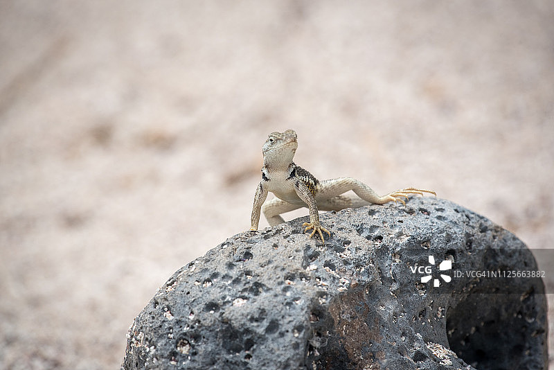 加拉帕戈斯熔岩蜥蜴图片素材