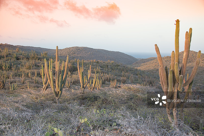 阿鲁巴沙漠 - 日落仙人掌图片素材