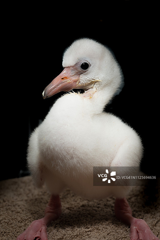 加勒比海红鹳幼鸟图片素材