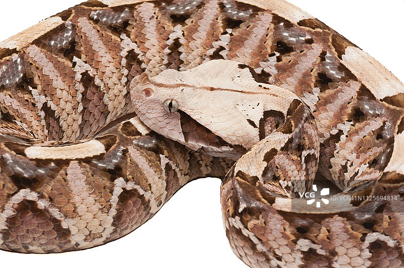 加蓬咝蝰图片素材