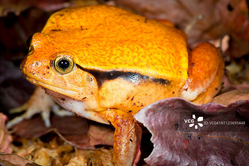 马达加斯加番茄蛙图片素材