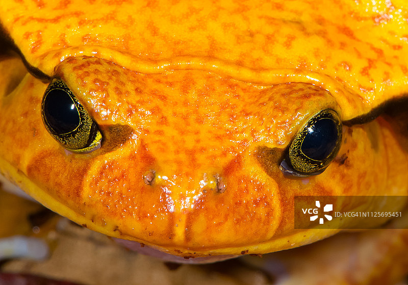 马达加斯加番茄蛙图片素材