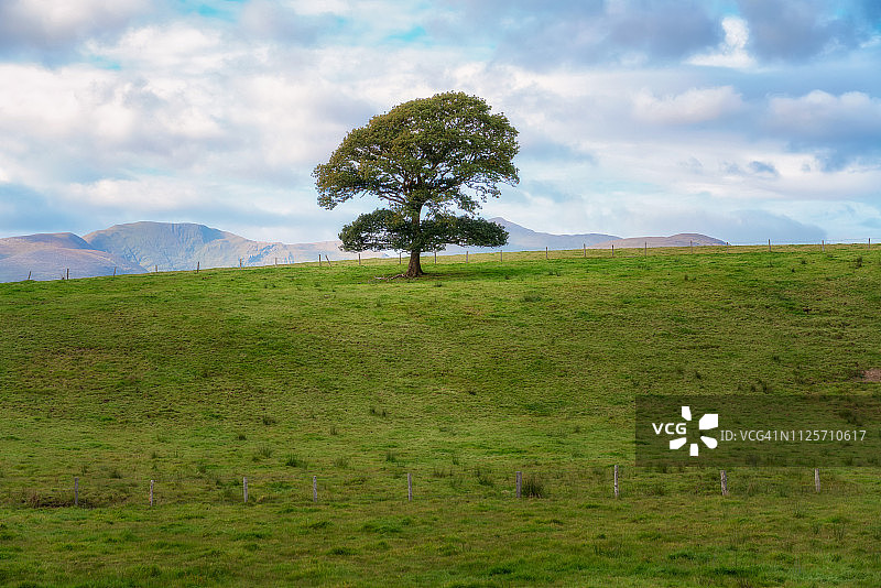 丁格尔树图片素材