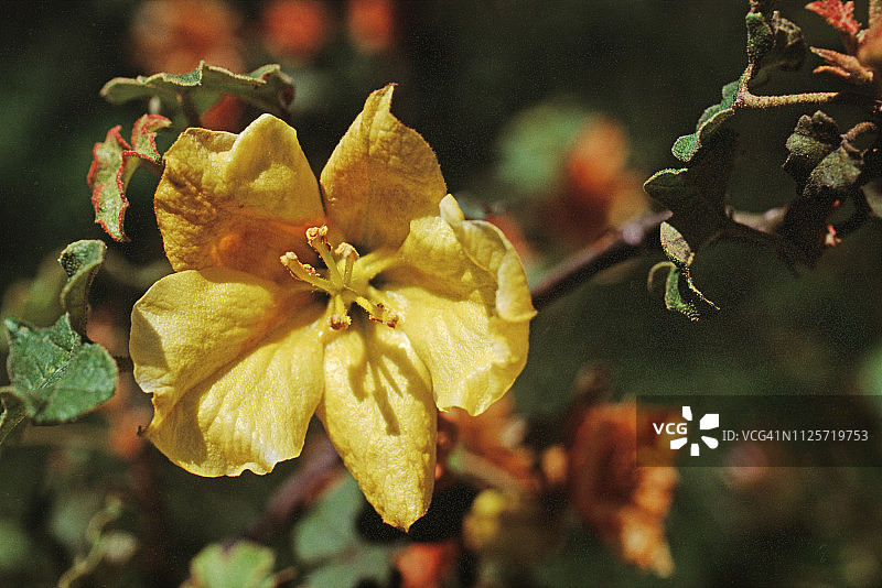 墨西哥法兰绒图片素材