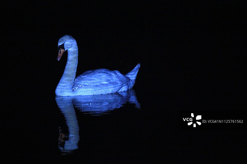 夜间的天鹅图片素材