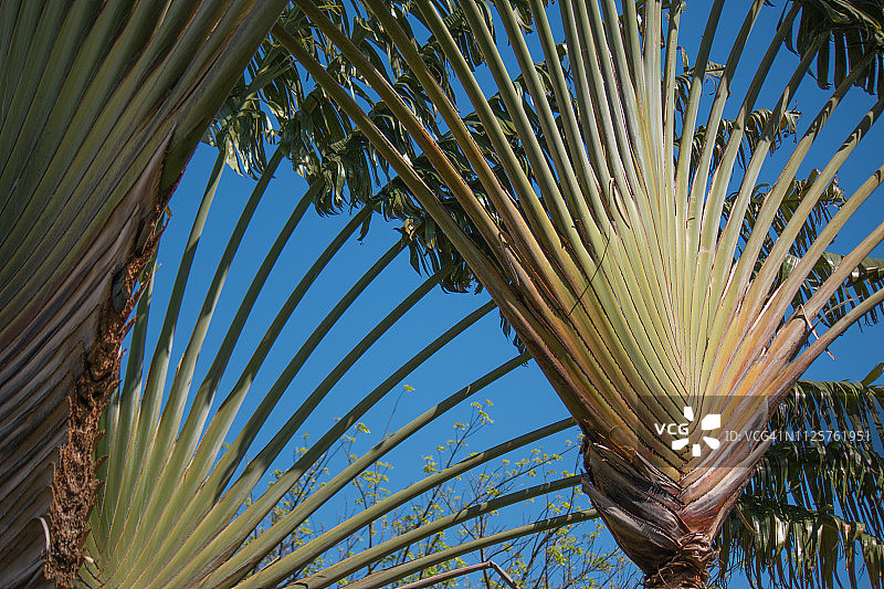 旅人蕉图片素材