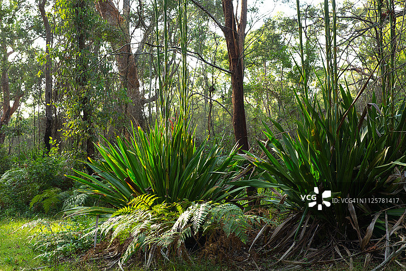 澳大利亚东南部的温带桉树林地图片素材
