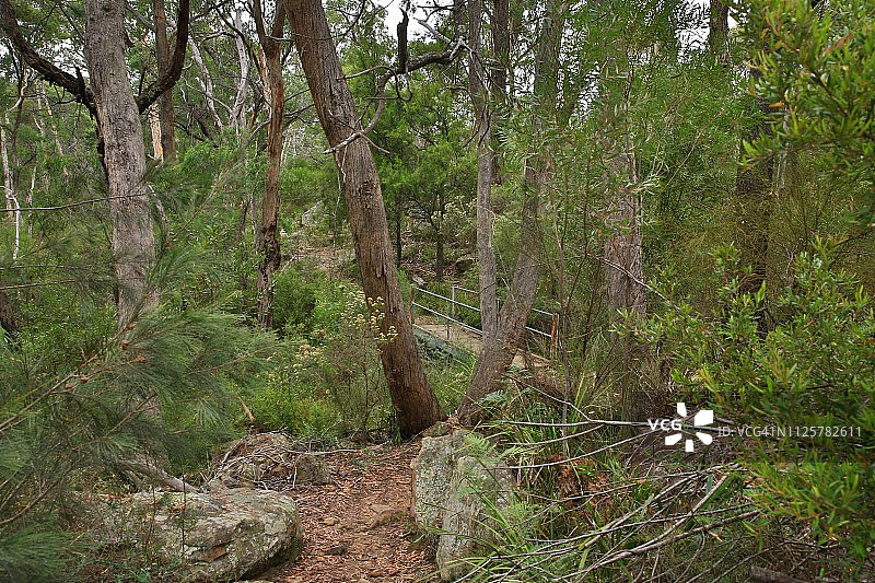 澳大利亚东南部的温带桉树林地图片素材
