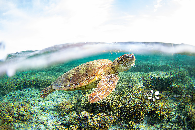 埃利奥特夫人岛图片素材