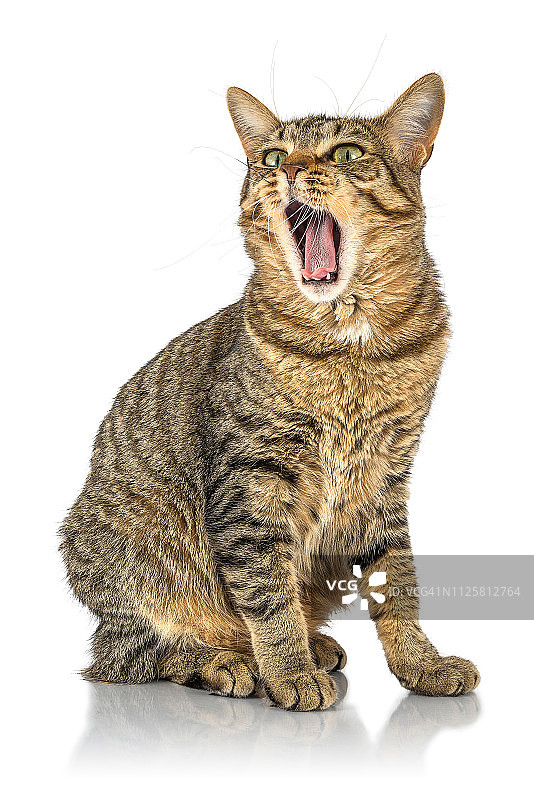 打哈欠的猫图片素材