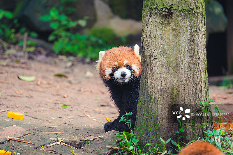 中国红色小熊猫图片素材