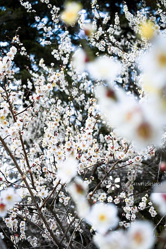 白色梅花图片素材
