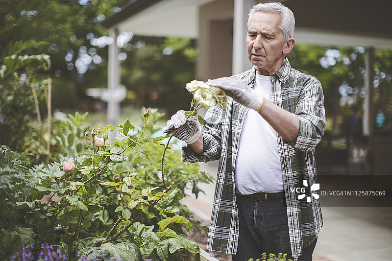 退休老人在后院赏花图片素材