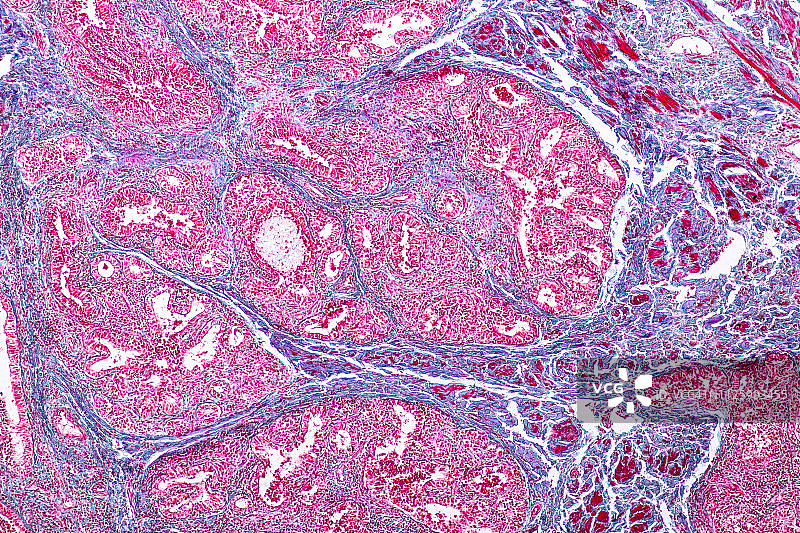 教育理念：哺乳动物乳腺解剖生理学显微镜观察图片素材