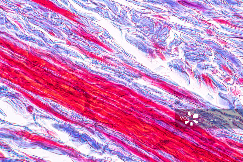 教育理念：哺乳动物乳腺解剖生理学显微镜观察图片素材