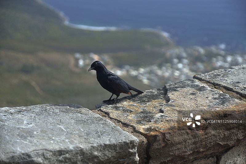 红翅椋鸟图片素材