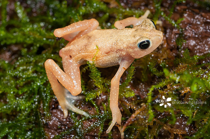 基汉斯喷雾蟾蜍图片素材