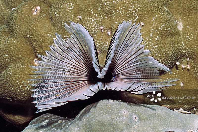 常见的羽毛掸子虫图片素材