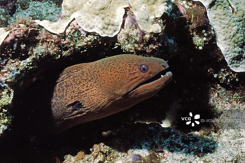 黄边海鳝图片素材