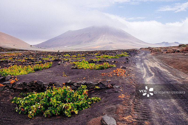 兰萨罗特的葡萄园图片素材