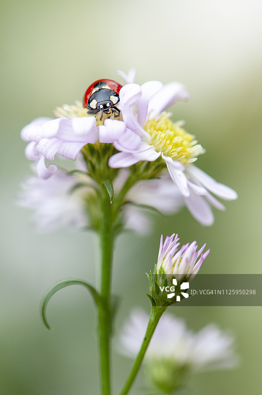 七星瓢虫停留在白色雏菊花朵上特写图片素材