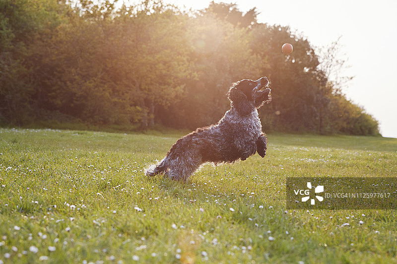 日落时分在公园跳跃接球的西班牙猎犬图片素材