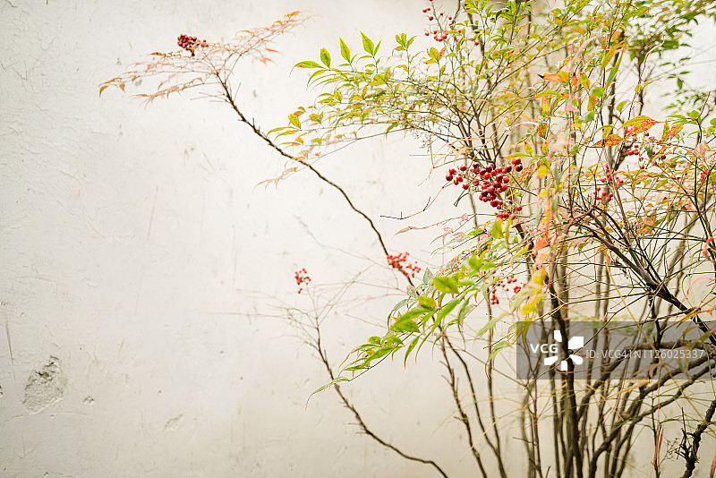 南天竹靠砖墙图片素材