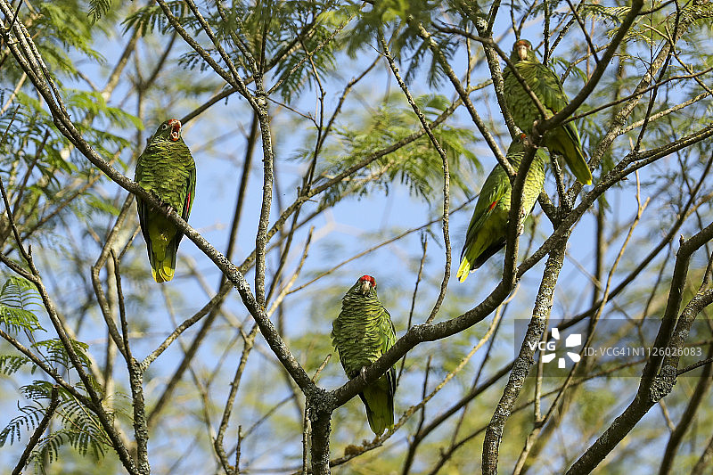 全球易危的图库曼亚马逊鹦鹉栖息在树上图片素材