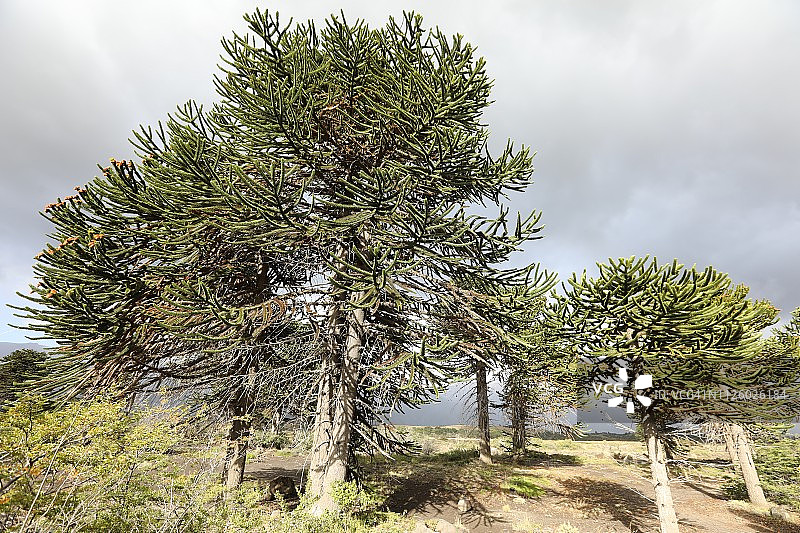 濒危的智利南洋杉图片素材