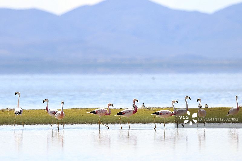 濒危的安第斯火烈鸟在安第斯山脉的洛斯波祖埃洛斯湖中觅食图片素材