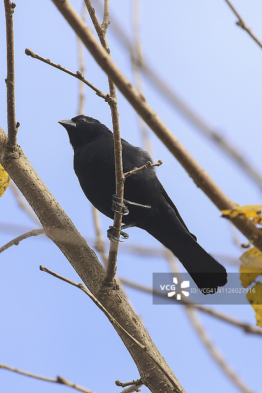 栖息在树上的尖叫牛鹂图片素材