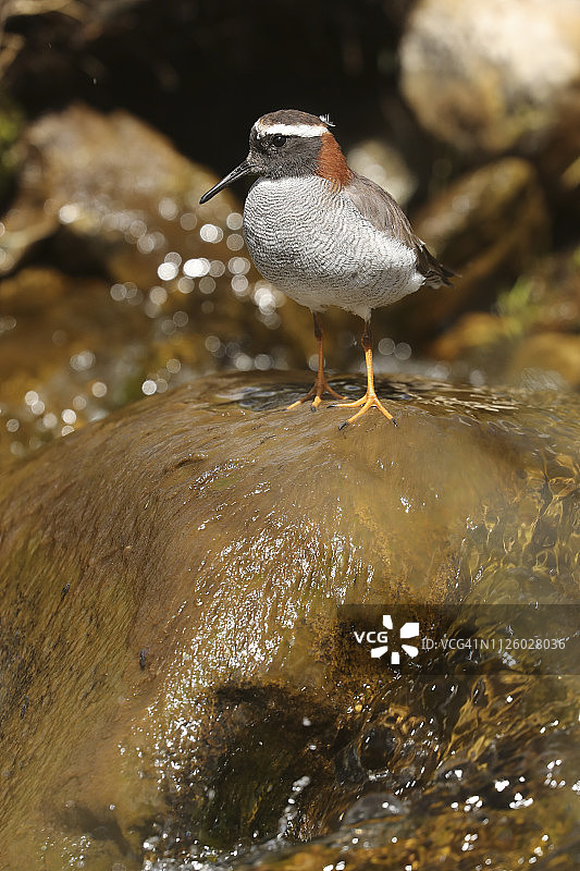 世界上最美丽、最难见到的涉禽之一：凤头珩，栖息在海拔4300米的安第斯山脉河流中图片素材