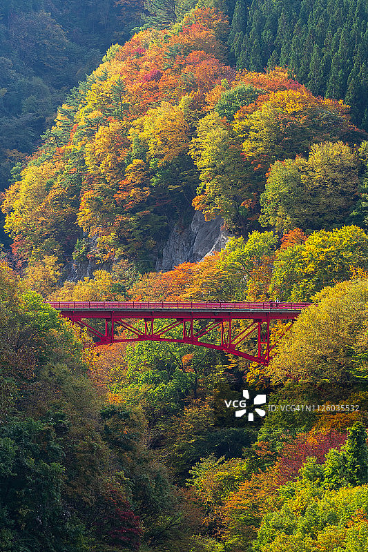 日本长野县山田温泉村的红桥秋景图片素材