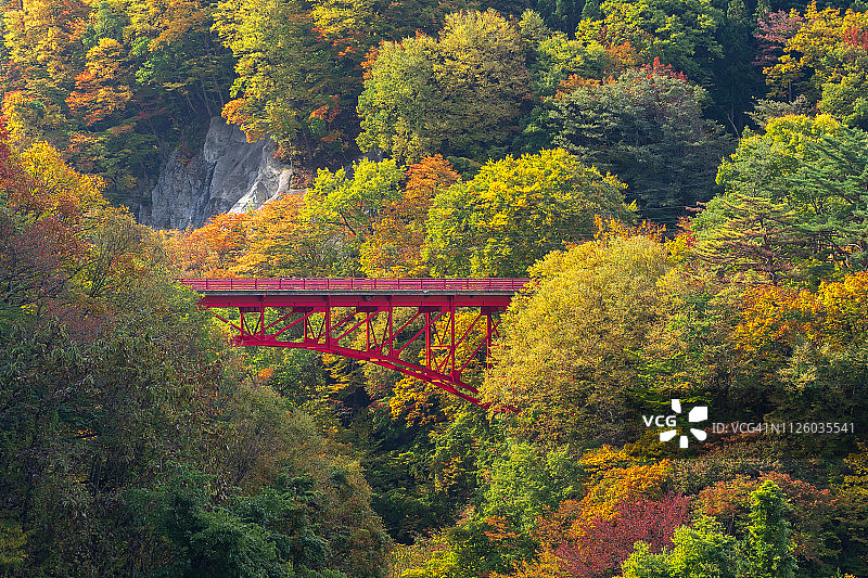 日本长野县山田温泉村的红桥秋景图片素材