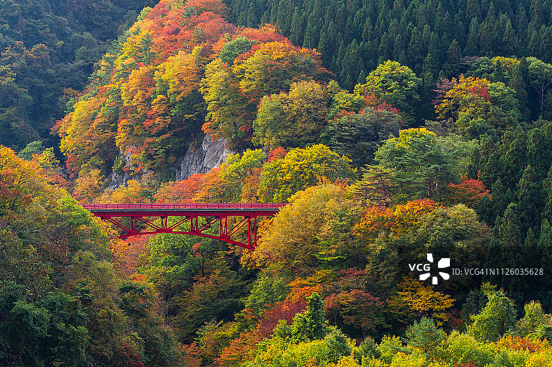 日本长野县山田温泉村的红桥秋景图片素材