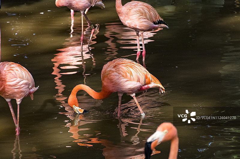 火烈鸟图片素材