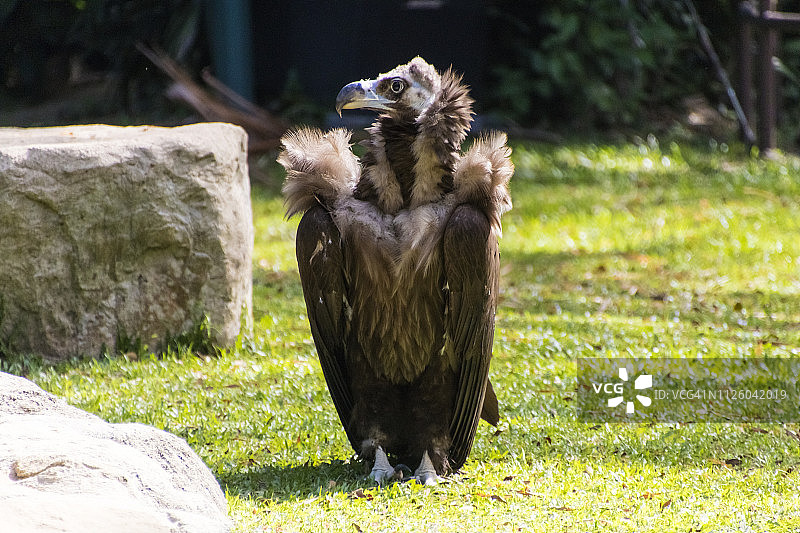 灰色的秃鹰图片素材