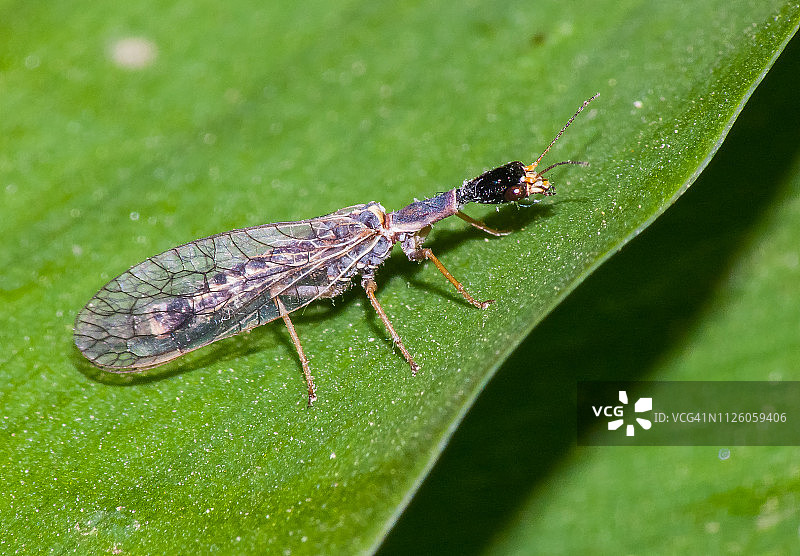 黄足蛇蛉图片素材