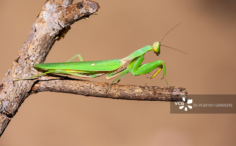 外高加索螳螂图片素材
